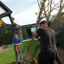 sadzimy duże drzewa