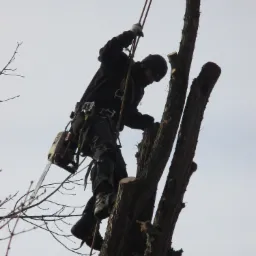 Arborysta w czarnym ubraniu i kasku, zabezpieczony linami, tnie pień drzewa na wysokości, z piłą spalinową przypiętą do uprzęży.