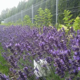 Rząd kwitnącej lawendy wzdłuż metalowego ogrodzenia, z zielonym trawnikiem i rzędem stożkowych drzew w tle, na kwiatach uwija się pszczoła.