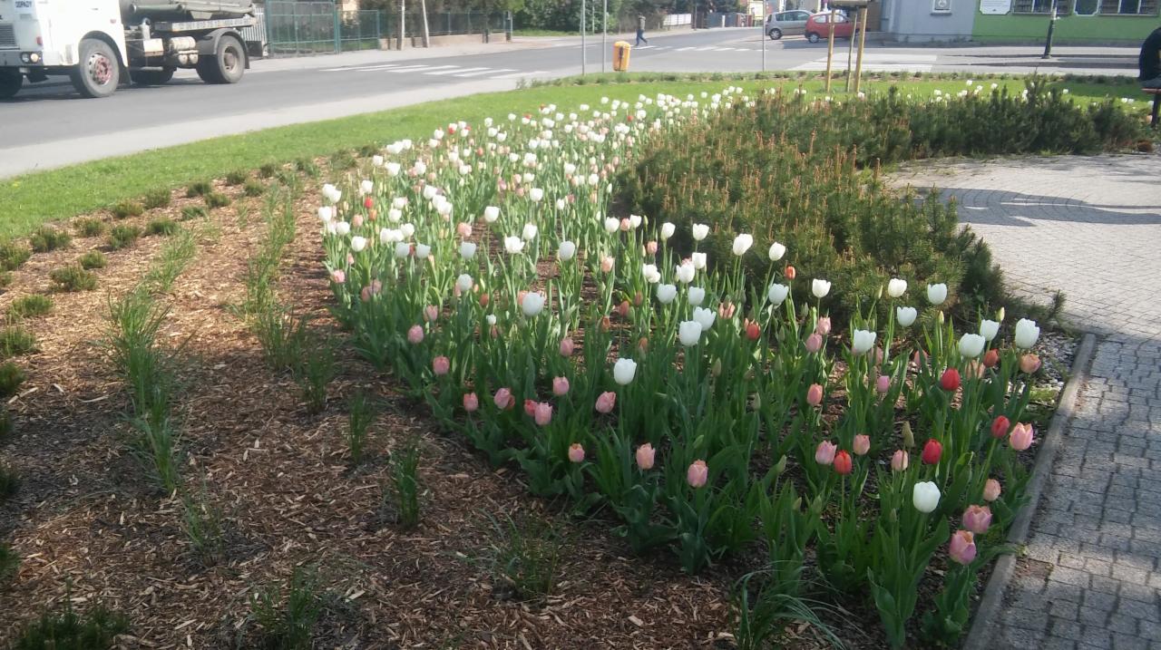 Kwitnący klomb z tulipanami w odcieniach bieli, różu i czerwieni, oddzielony korą drzewną od trawnika i chodnika, z ulicą i budynkami w tle.