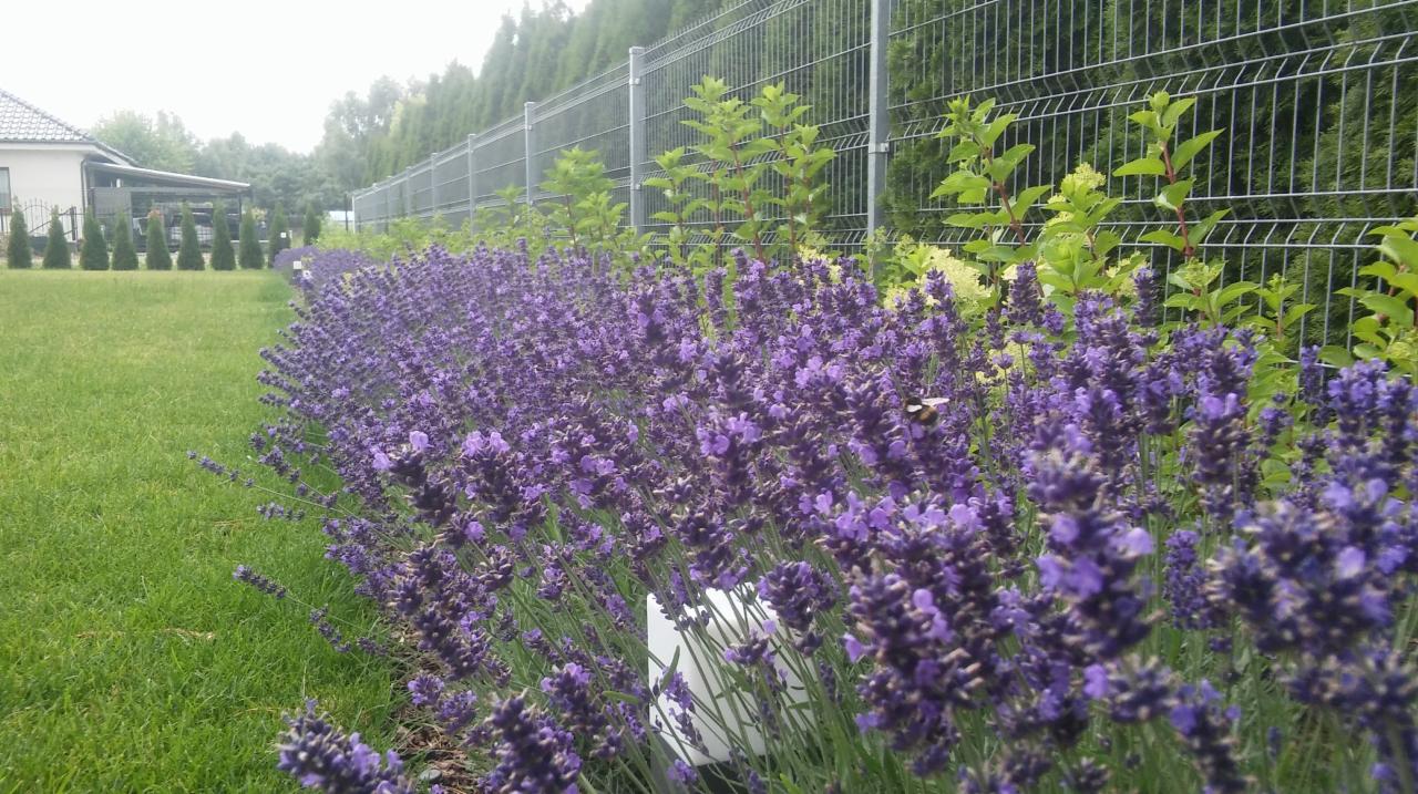 Rząd kwitnącej lawendy wzdłuż metalowego ogrodzenia, z zielonym trawnikiem i rzędem stożkowych drzew w tle, na kwiatach uwija się pszczoła.