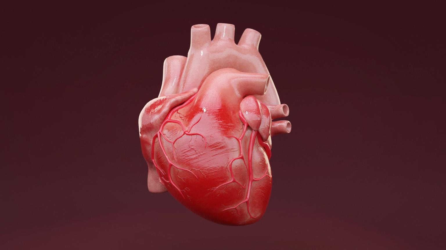 Model 3D ludzkiego serca. - modelowanie - teksturowanie - animacja