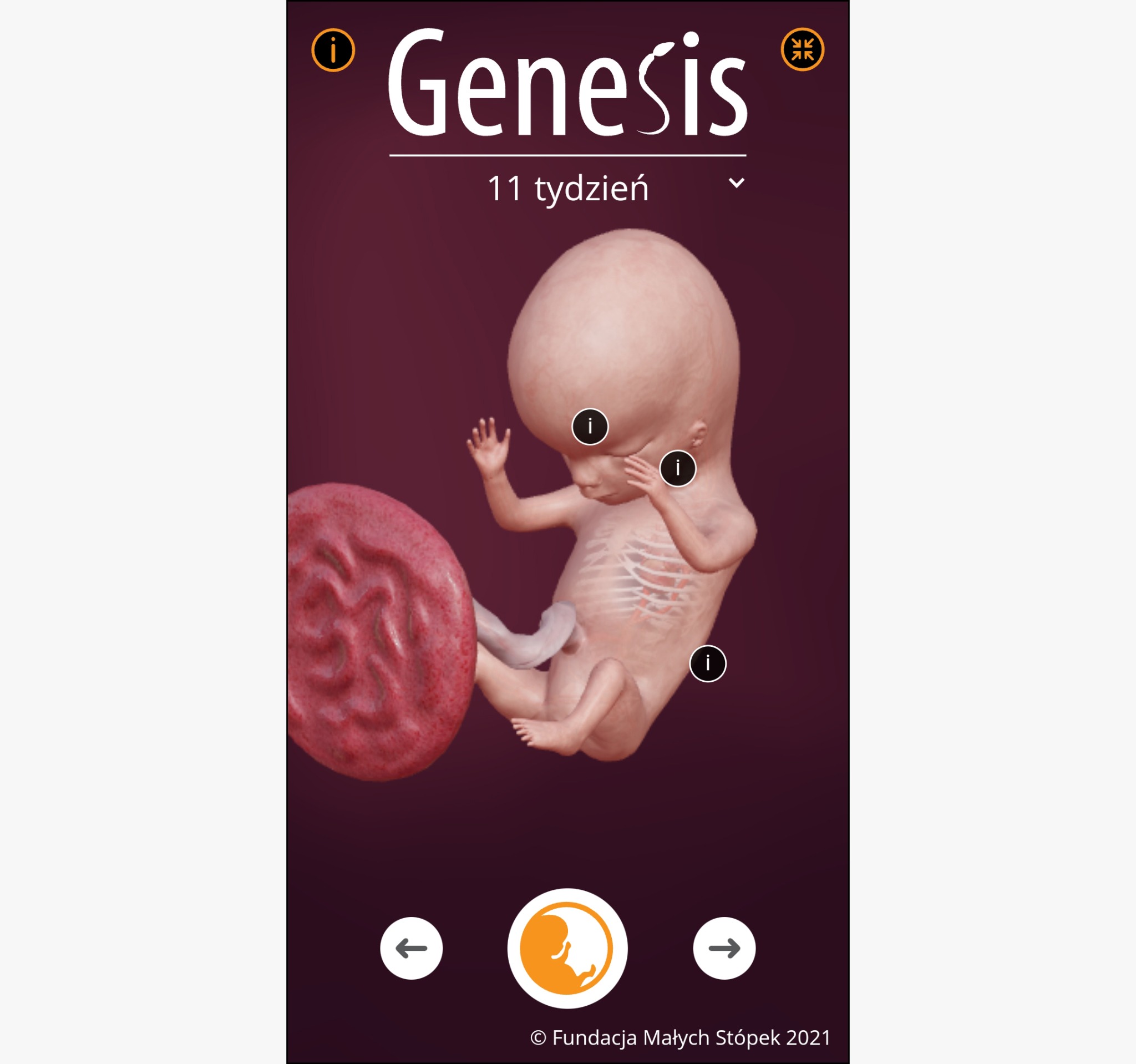 Model 3D jedenastotygodniowego płodu ludzkiego z widocznymi detalami anatomicznymi, wyświetlany w interaktywnej aplikacji webowej Genesis.