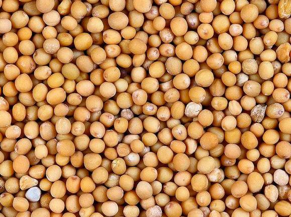 Jasnożółte nasiona gorczycy ułożone gęsto obok siebie, wypełniające całą klatkę, z widoczną drobną teksturą na powierzchni niektórych ziaren.