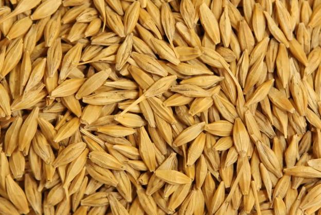 Bliski kadr ziaren jęczmienia w odcieniach złota, ukazujący ich teksturę i kształt.