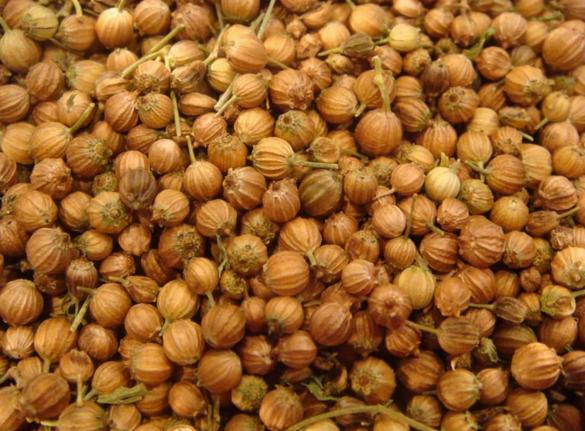 Kłosy kolendry w bliskim ujęciu, widoczne charakterystyczne prążki i drobne łodyżki.