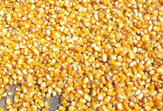 Żółte ziarna kukurydzy wysypane na szarą, betonową powierzchnię, oświetlone naturalnym światłem.