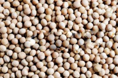 Łubin słodki i łubin gorzki