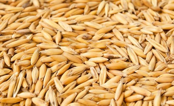 Jasnobrązowe ziarna owsa w łuskach, ułożone gęsto na płaskiej powierzchni, z widocznymi delikatnymi żyłkami i różnicami w odcieniach.