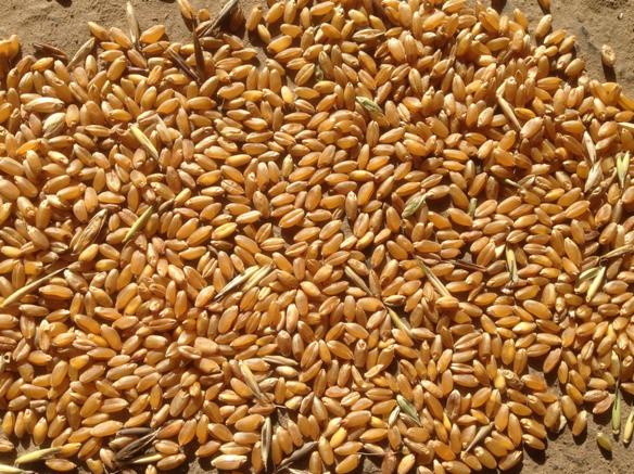 Pszenica paszowa i konsumpcyjna