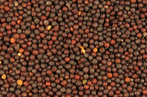 Zbliżenie na brązowo-czerwone nasiona rzepaku z widocznymi fragmentami żółtej łupiny.