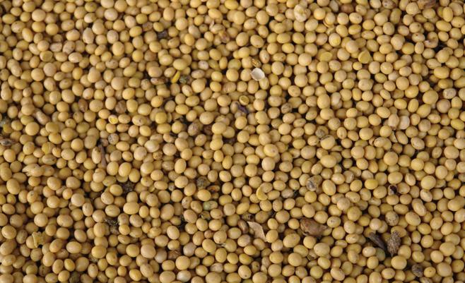 Beżowe nasiona roślin strączkowych, ułożone gęsto obok siebie, z kilkoma fragmentami organicznymi pomiędzy nimi.