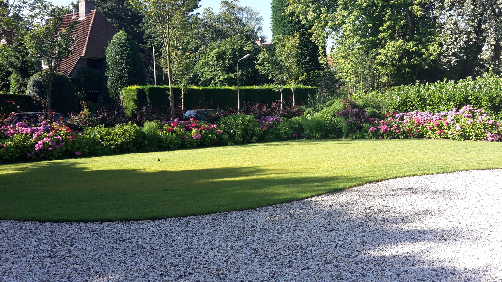 Utrzymany trawnik z równo przyciętą trawą, obrzeża obsadzone kwitnącymi hortensjami i różnorodną roślinnością, w tle żywopłot i drzewa, widoczny fragment żwirowego podjazdu.
