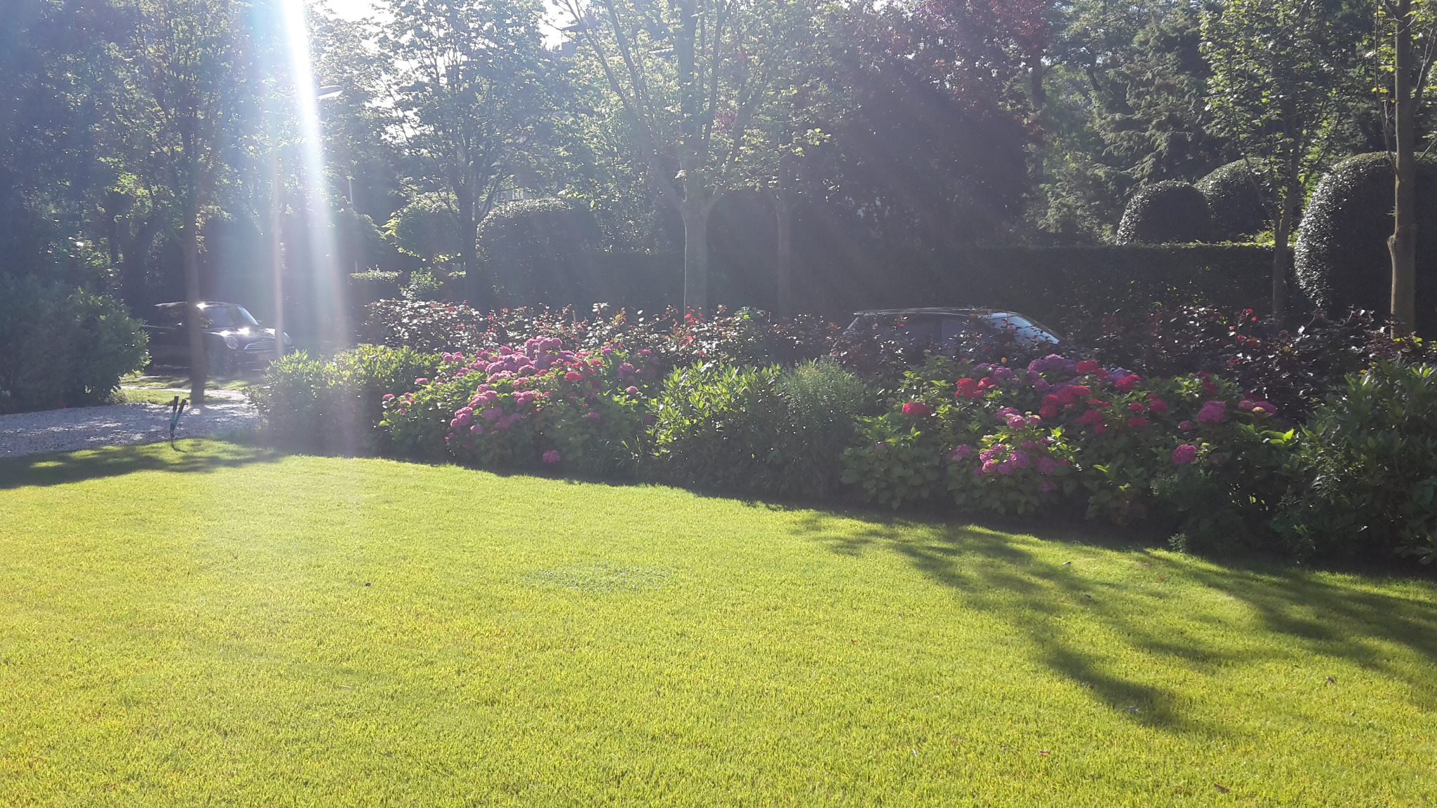 Utrzymany trawnik z rabatą kwitnących hortensji i formowanych krzewów, w tle zaparkowany samochód i promienie słoneczne.