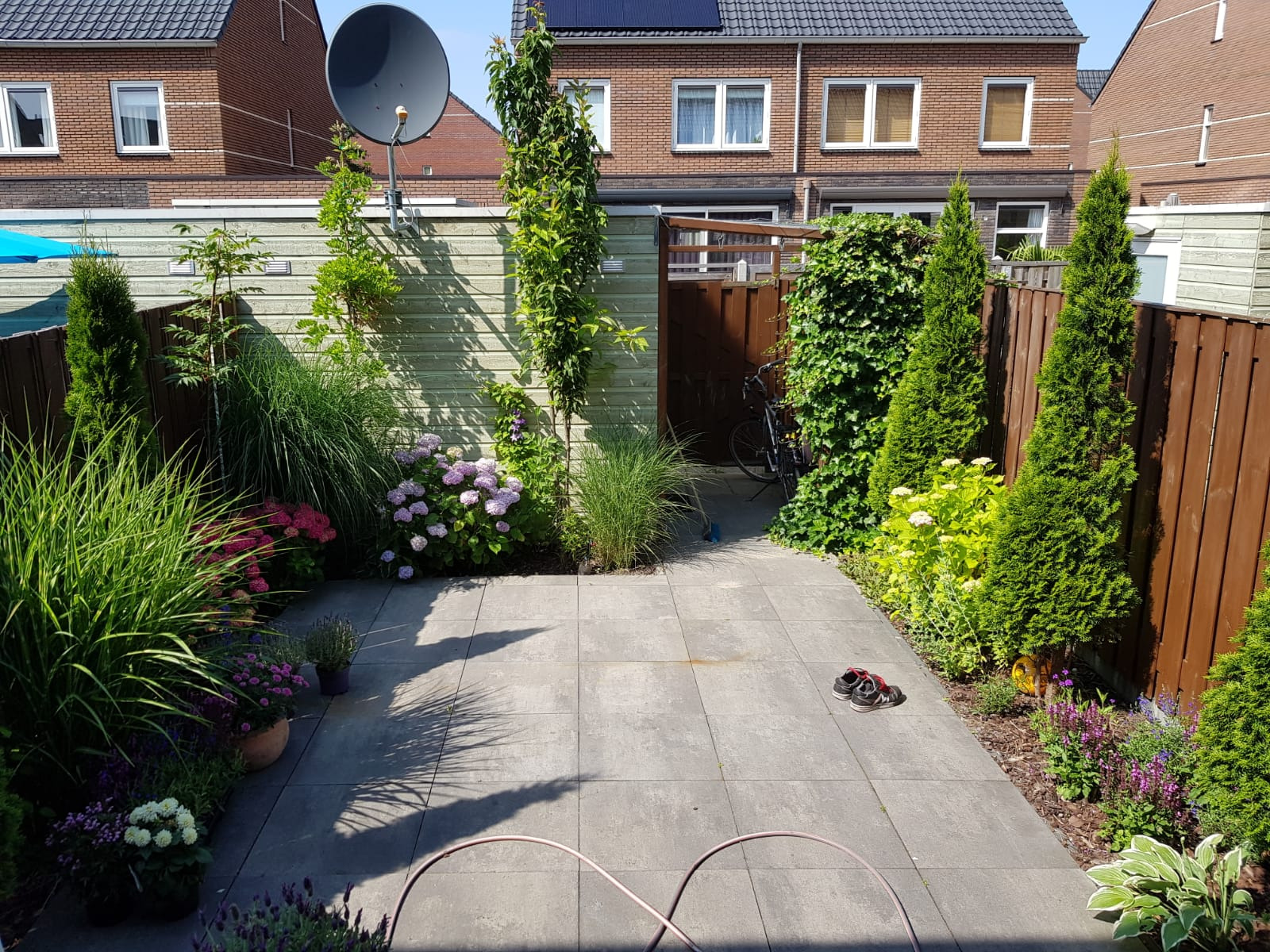Uporządkowany ogród przydomowy z wybrukowanym patio, ozdobnymi trawami, hortensjami i tujami wzdłuż ogrodzenia, z widoczną anteną satelitarną na ścianie budynku w tle.