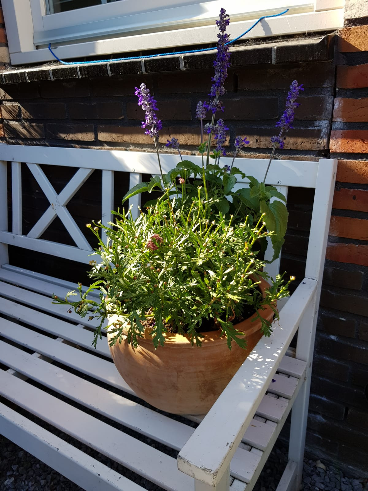 Donica z kwitnącymi fioletowymi kwiatami i zielonymi liśćmi, ustawiona na białej drewnianej ławce na tle ceglanej ściany.