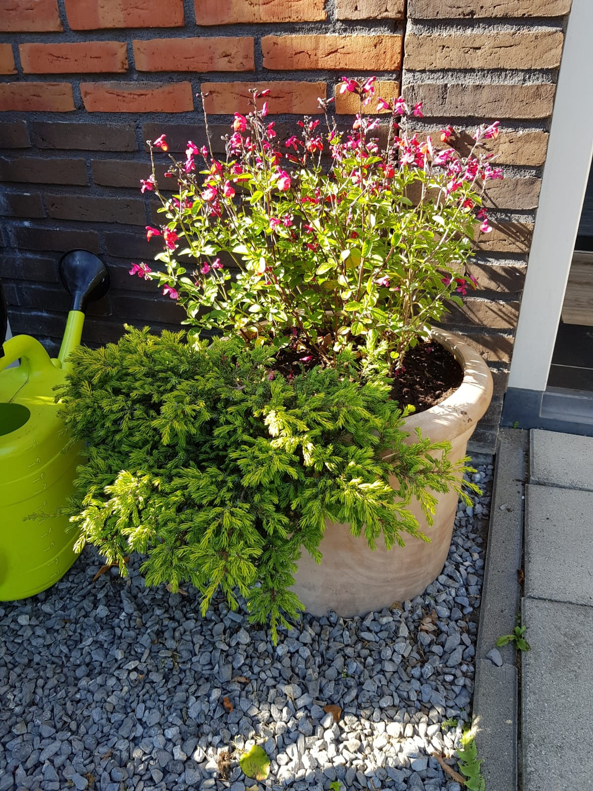 Kompozycja roślin w donicy: zielony krzew iglasty i kwitnąca szałwia z różowymi kwiatami, obok zielona konewka, na tle ceglanej ściany i szarego żwiru.