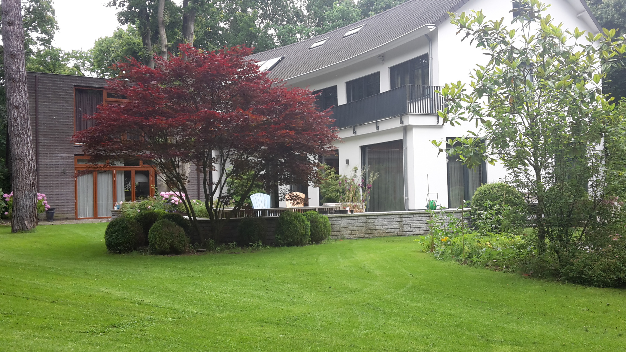 Rozległy, zadbany trawnik przed nowoczesnym domem z drzewem o purpurowych liściach i starannie przyciętymi krzewami.