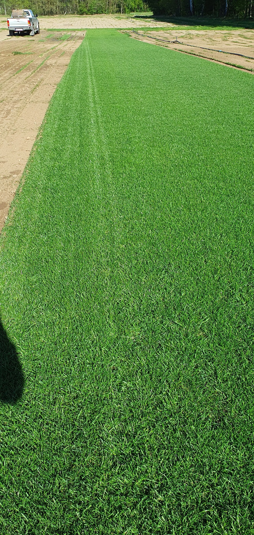 Świeżo ułożona, soczysta trawa z rolki, widoczna z bliska, z delikatnymi śladami po maszynie. W tle widoczny teren przygotowany pod kolejne rolki i zaparkowany samochód.