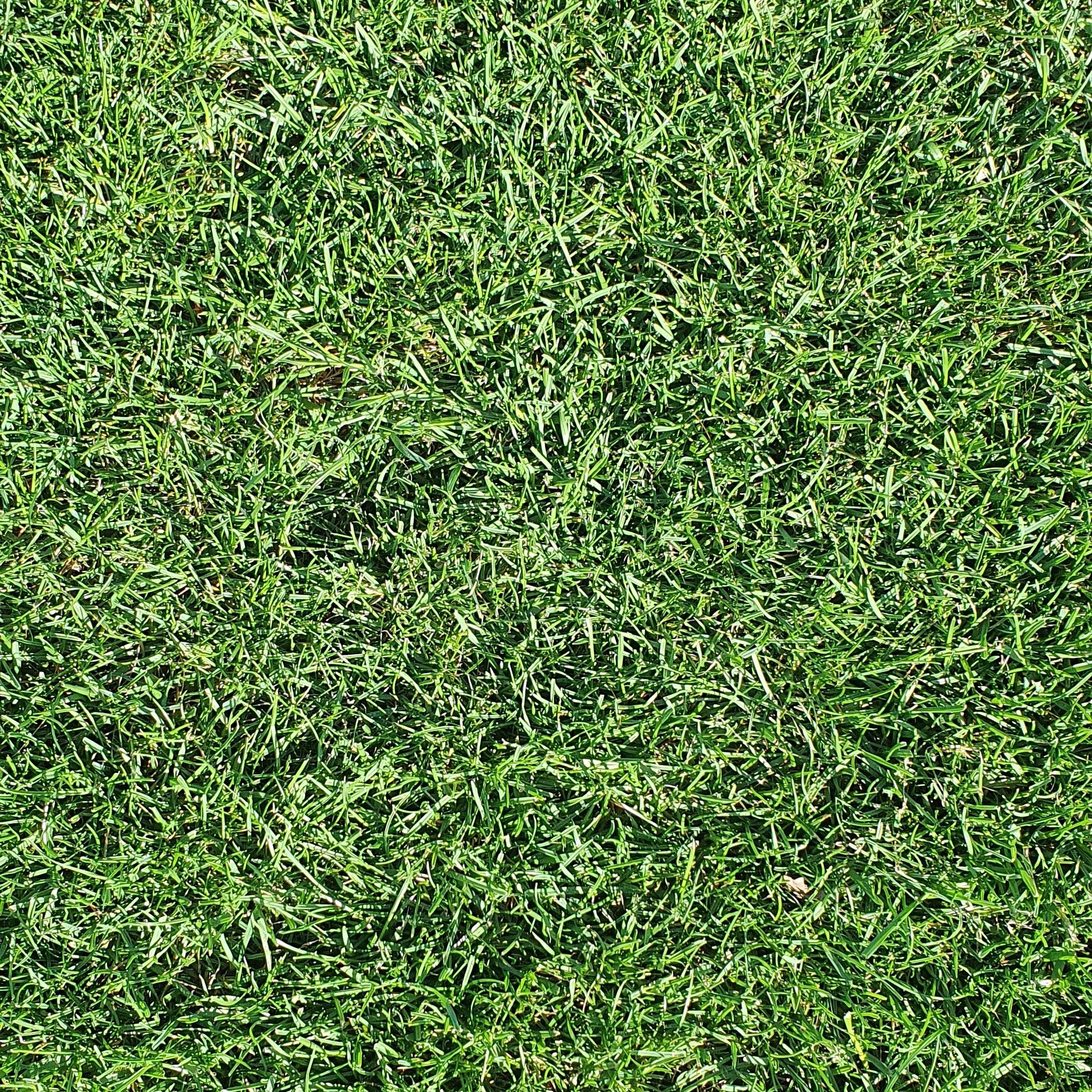 Gęsta, soczysta trawa z bliska, równomiernie oświetlona, z delikatnymi cieniami między źdźbłami. Idealna zieleń, bez chwastów, świeżo skoszona.