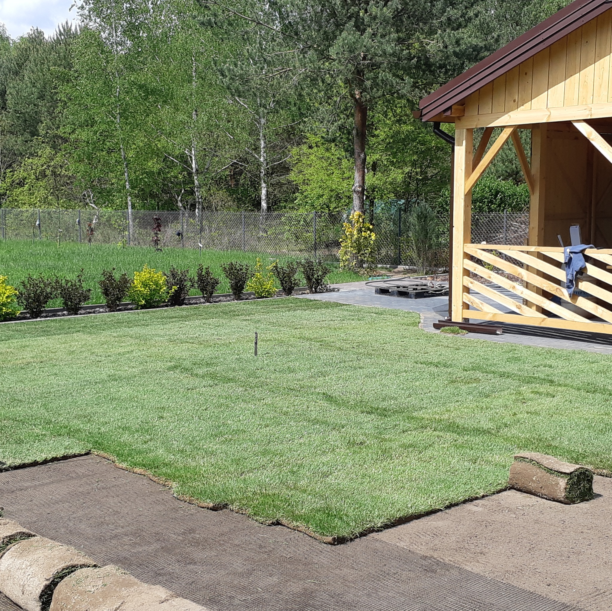 Układanie trawy z rolki w ogrodzie, widoczne fragmenty rozłożonej darni i rolki trawy, w tle drewniana altana i zadbane krzewy.
