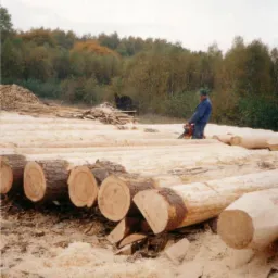 Pracownik w niebieskim kombinezonie tnie kłody piłą łańcuchową na placu tartaku, w tle stosy drewna i las.