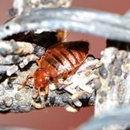 Dezynsekcja i deratyzacja Rybnik 4