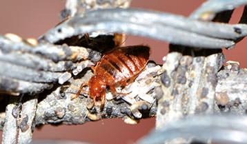 Pluskwa domowa, widoczna z bliska na tle szarej, zniszczonej konstrukcji, prawdopodobnie metalowej siatki, z widocznymi odchodami owadów.