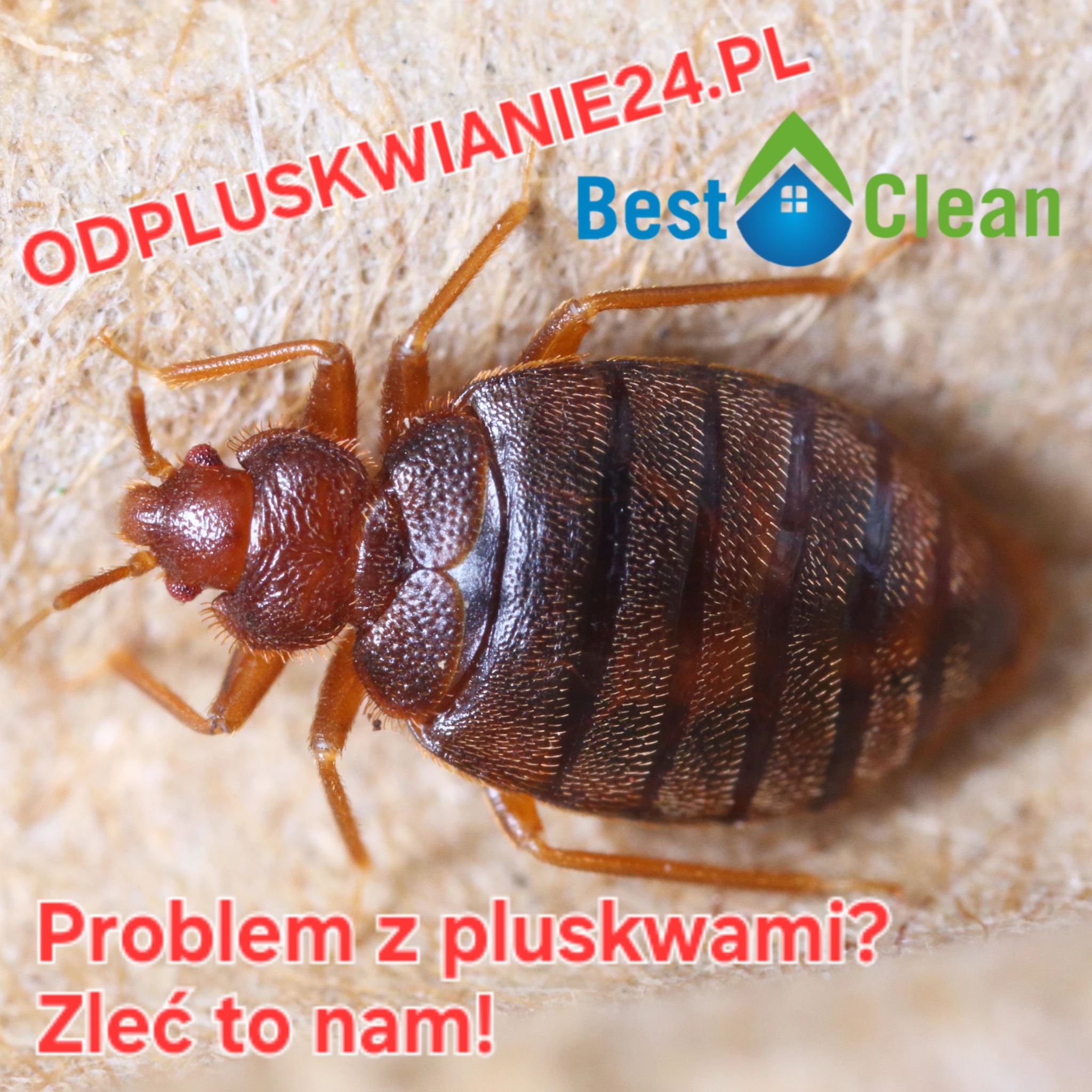 Makro zbliżenie pluskwy na teksturowanym tle z tekstem 'ODPLUSKWIANIE24.PL' i 'Problem z pluskwami? Zleć to nam!' oraz logo firmy Best Clean.