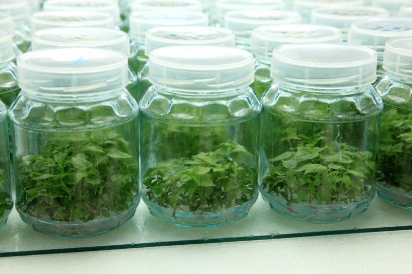 Szklane słoiki z młodymi sadzonkami roślin, ustawione rzędami na białym blacie, widoczne korzenie i liście wewnątrz słoików.