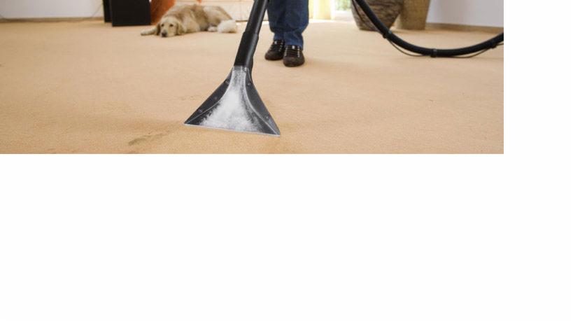 Czyszczenie beżowego dywanu odkurzaczem piorącym; w tle leżący pies rasy Golden Retriever.