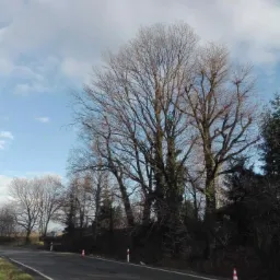 Pracownik w niebieskiej kurtce zabezpieczony linami, wykonuje prace na wysokości w koronie wysokiego drzewa bez liści, widoczne drzewa wzdłuż drogi i pomarańczowe pachołki ostrzegawcze.