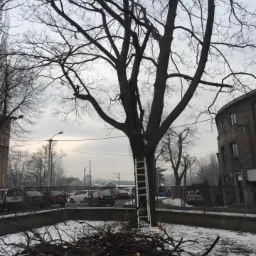 Drzewo po częściowej wycince gałęzi, z opartą drabiną i stertą odciętych gałęzi na ziemi pokrytej śniegiem, widok na budynek i zaparkowane samochody w tle.