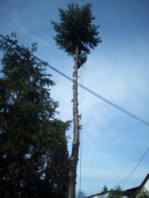 Pracownik w uprzęży na wysokiej sośnie podczas wycinki gałęzi, widoczne linie energetyczne w tle.