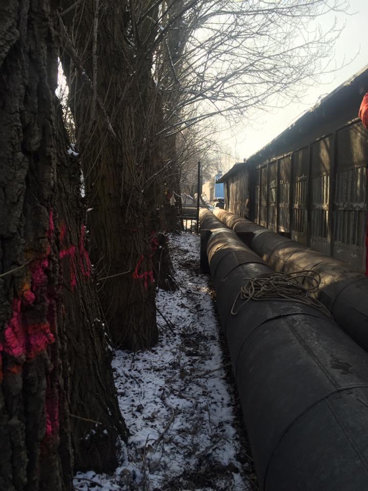 Rząd drzew oznaczonych różową farbą, biegnący wzdłuż rzędu dużych, stalowych rur na tle ośnieżonego gruntu i drewnianego budynku.