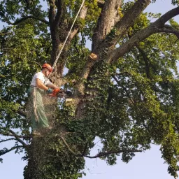 Arborysta w kasku i z piłą spalinową tnie gałęzie drzewa oplecionego bluszczem, zabezpieczony liną, w powietrzu widać opiłki drewna.