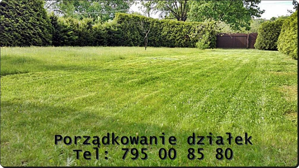 Trawa po koszeniu z widocznym wzorem, żywopłot z tui w tle, w oddali brązowa furtka.