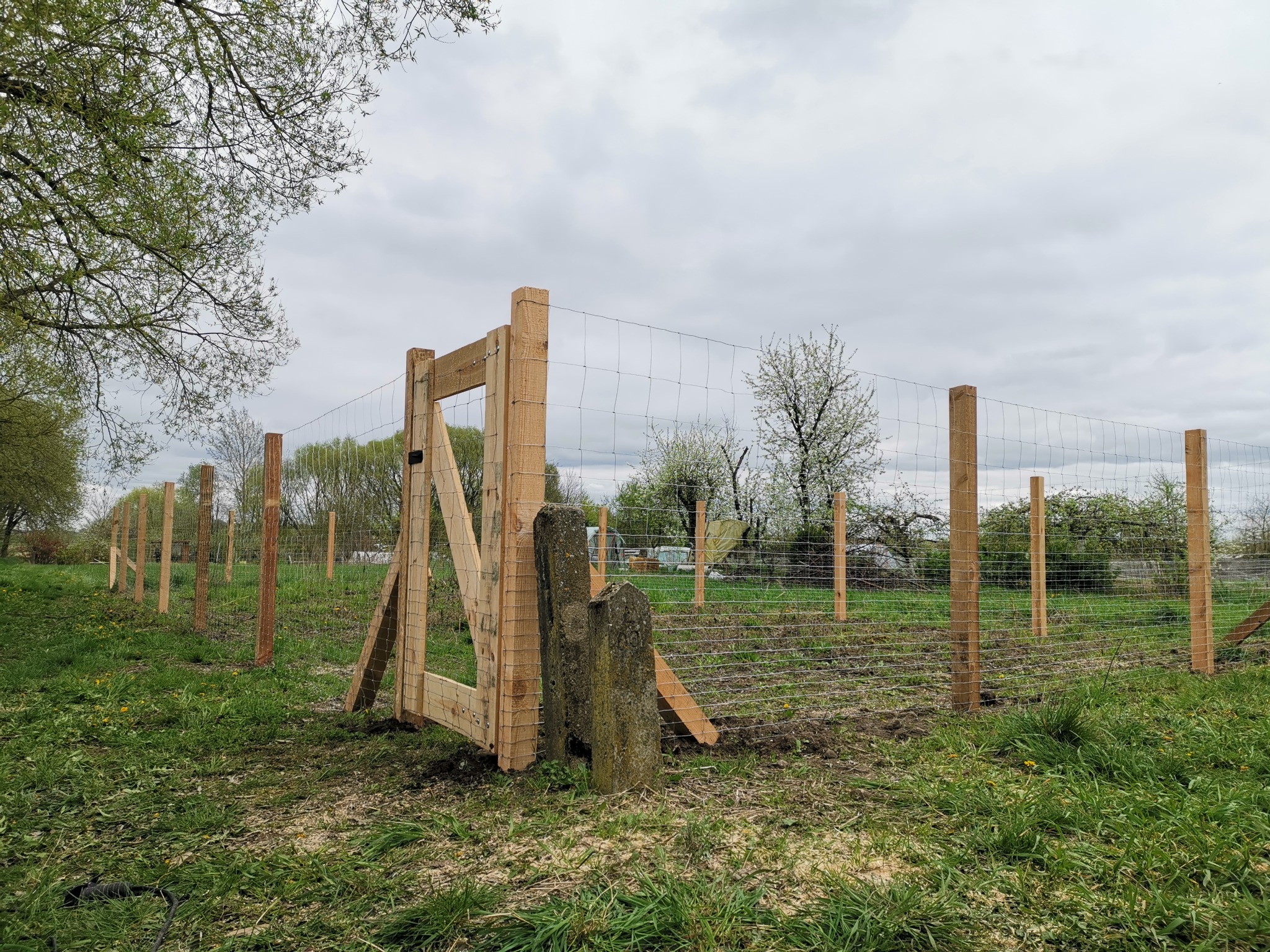 W trakcie budowy ogrodzenia z siatki: drewniane słupki i brama w surowym stanie, siatka rozpięta, w tle zielona trawa i drzewa pod pochmurnym niebem.