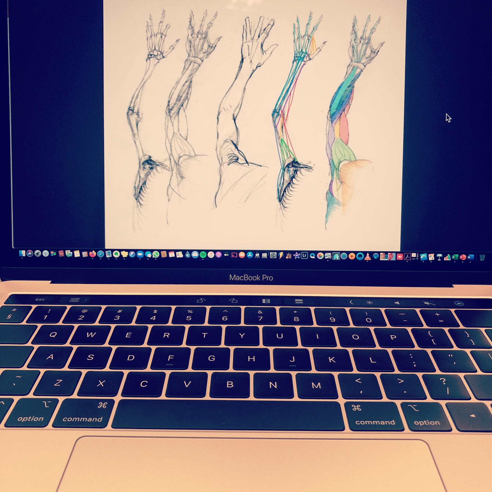 Szkic anatomiczny ręki i ramienia na ekranie laptopa MacBook Pro, przedstawiający progresywne detale: od szkieletu, poprzez mięśnie zaznaczone kolorami.