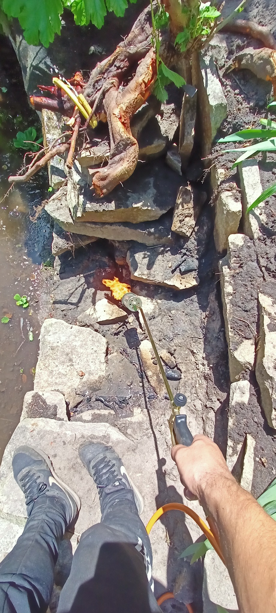 Opalanie chwastów palnikiem gazowym na skalniaku przy stawie, widoczne korzenie roślin, buty i spodnie operatora.
