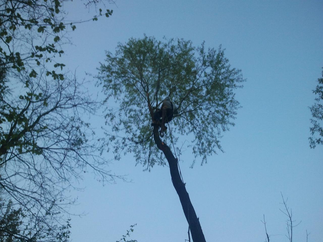 Arborysta w uprzęży, przywiązany do korony drzewa podczas przycinania gałęzi, widok z dołu na tle błękitnego nieba.