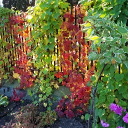 Metalowy płot opleciony barwnymi pnączami: czerwieniejące liście winobluszczu przeplatają się z zielonymi, tworząc jesienną kompozycję; na pierwszym planie rabata z kwitnącymi na fioletowo kwiatami.