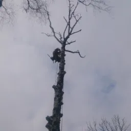 Arborysta w uprzęży, w trakcie wspinaczki na wysoką brzozę bez liści, z piłą na pasie, na tle pochmurnego nieba.