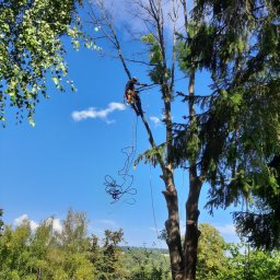 Wycinka martwego drzewa nad zabudowaniami, w pobliżu linii energetycznej