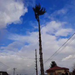 Arborysta na szczycie wysokiego drzewa po częściowej wycince, zabezpieczony liną, na tle błękitnego nieba z białymi obłokami. W tle widoczne domy i napowietrzne linie energetyczne.
