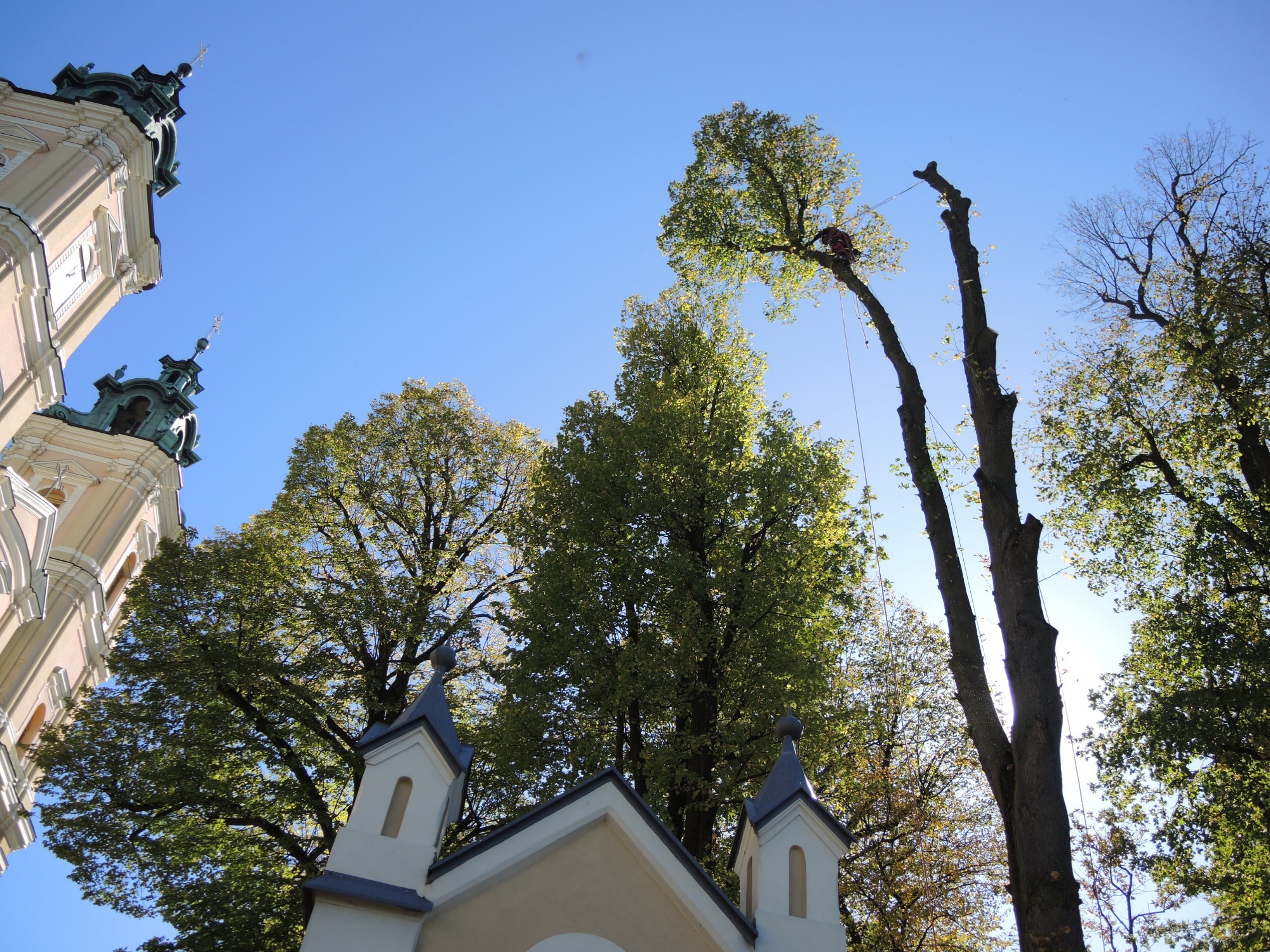 Wycinka drzew Stara Wieś