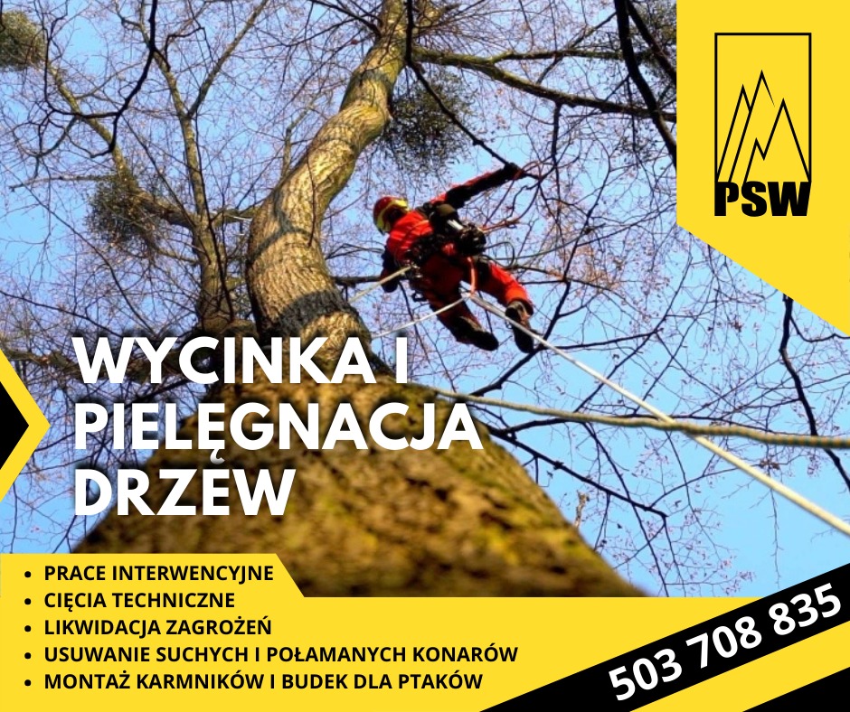 Wycinka i pielęgnacja drzew