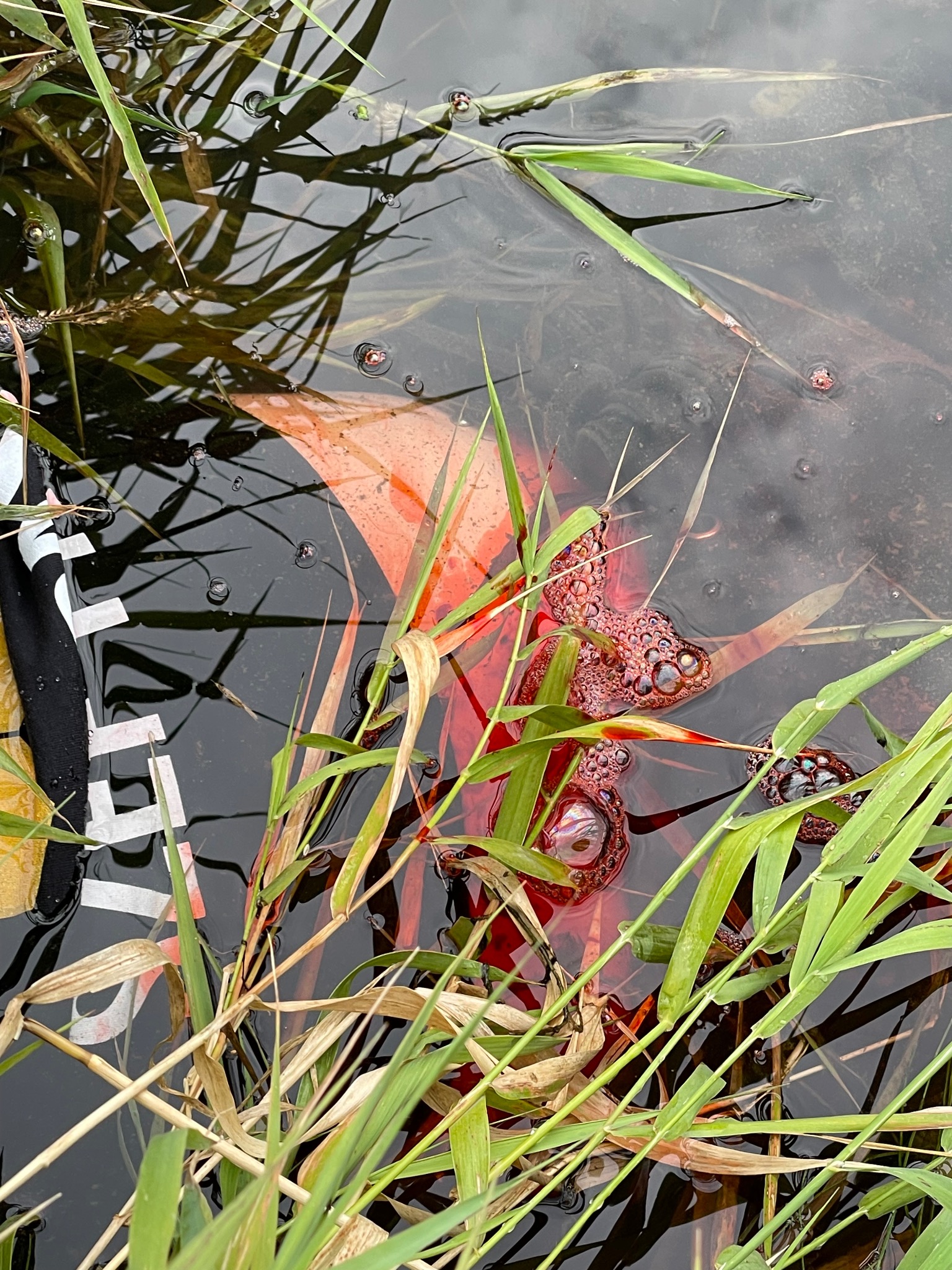 Fragment zanurzonego w wodzie, częściowo rozdartego manekina do ćwiczeń pierwszej pomocy, otoczonego trawą i zanieczyszczeniami.