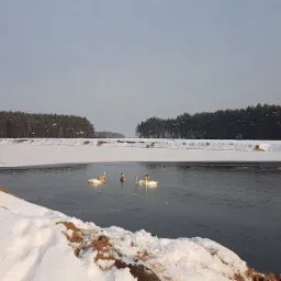 Zimowy krajobraz: częściowo zamarznięty zbiornik wodny z łabędziami i kaczkami, brzeg pokryty śniegiem, w tle las iglasty.