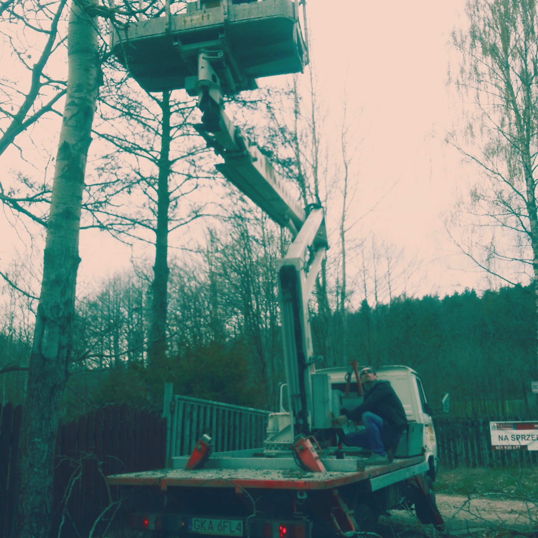 Pracownik na podnośniku koszowym przycina gałęzie drzewa. Widoczny las w tle i tablica informacyjna.